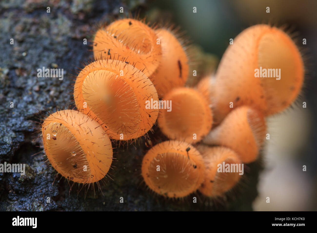 Cookeina tricholoma in rainforest, Colorful mushroom in forest Thailand Stock Photo