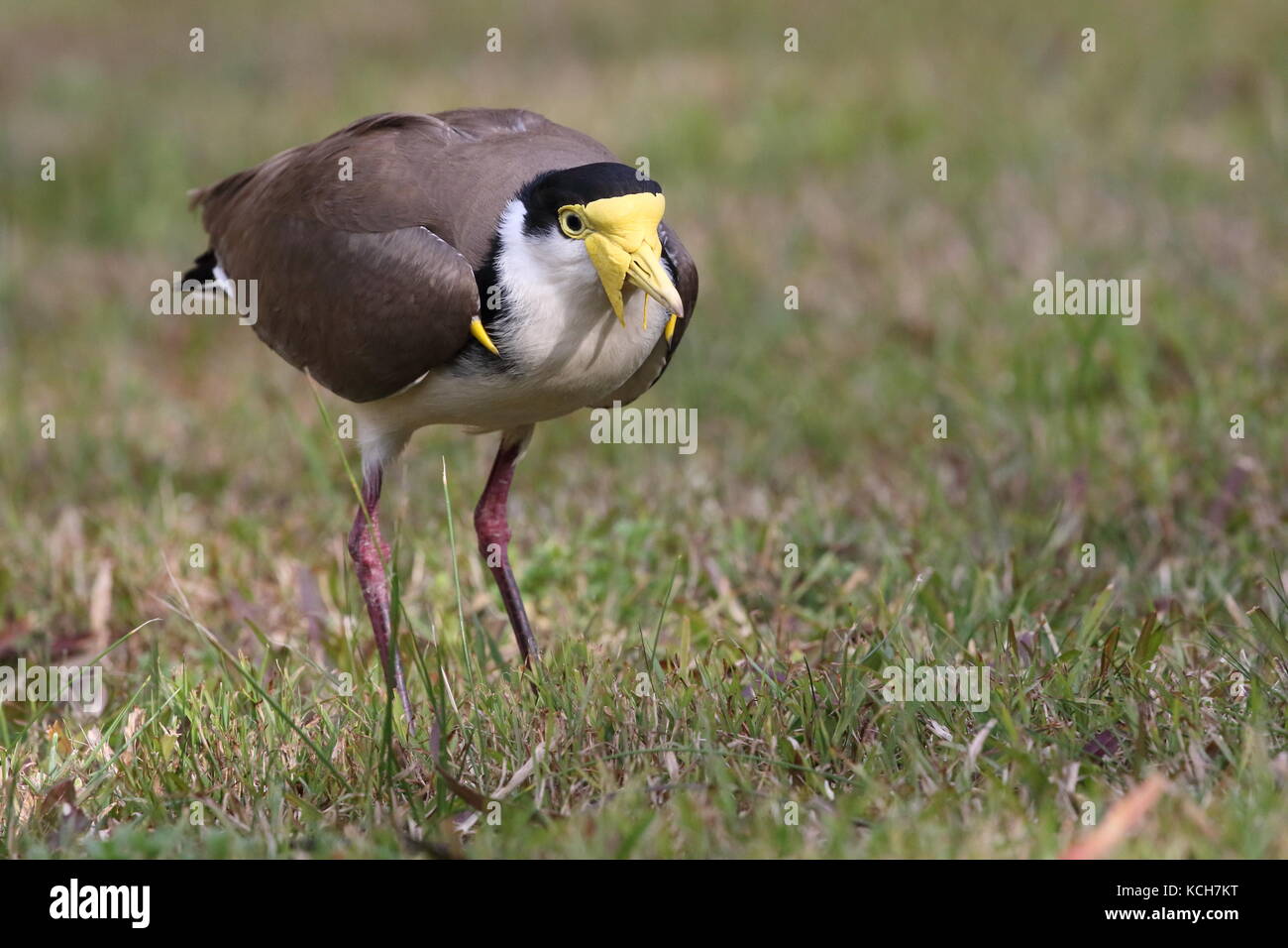 spur-winged lapwing or spur-winged plover Stock Photo