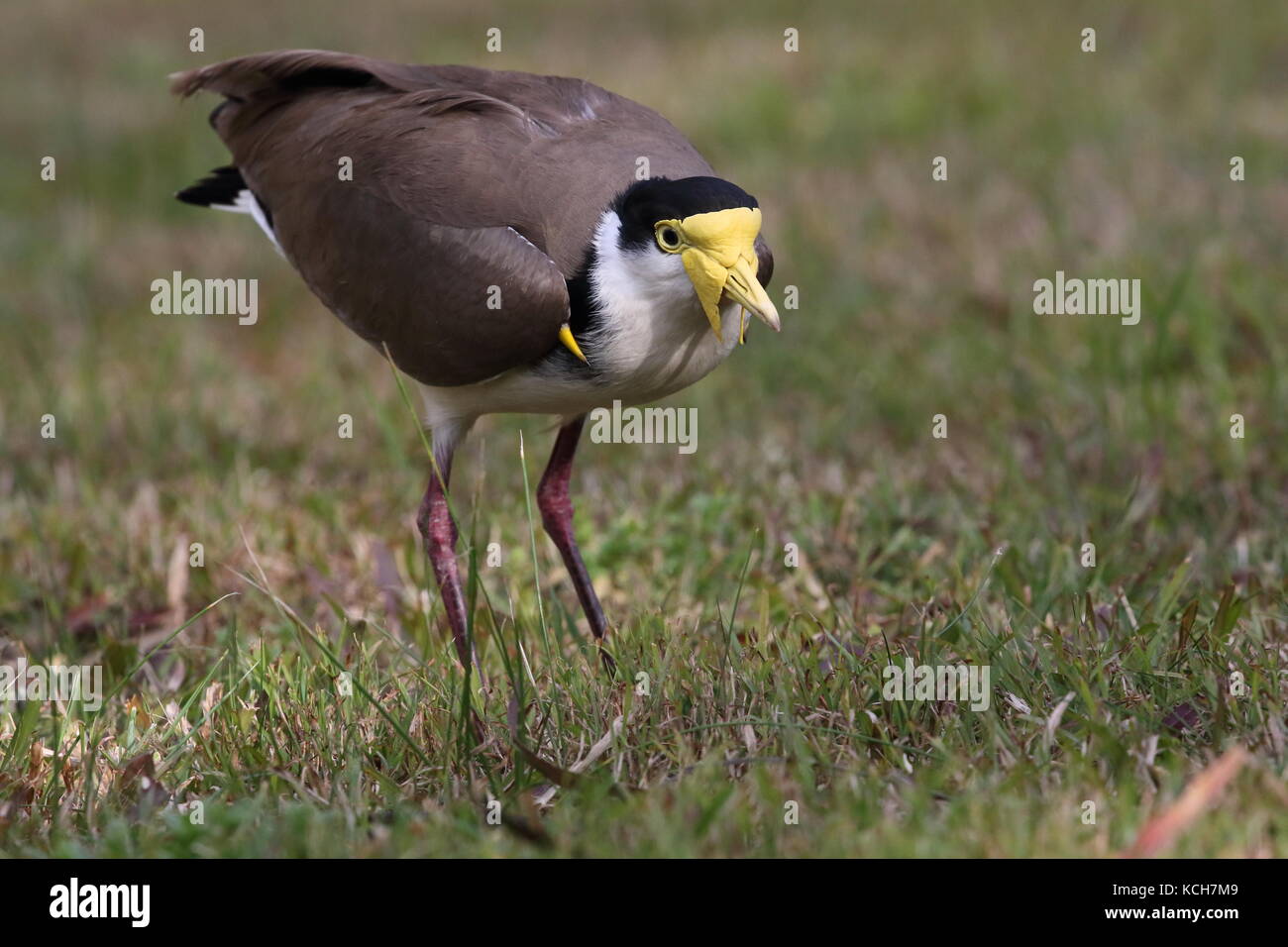 spur-winged lapwing or spur-winged plover Stock Photo
