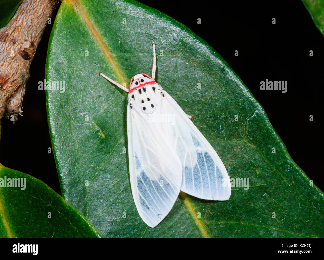 Walker's frother (Amerila rubripes) is a moth found in Queensland, QLD, Australia Stock Photo
