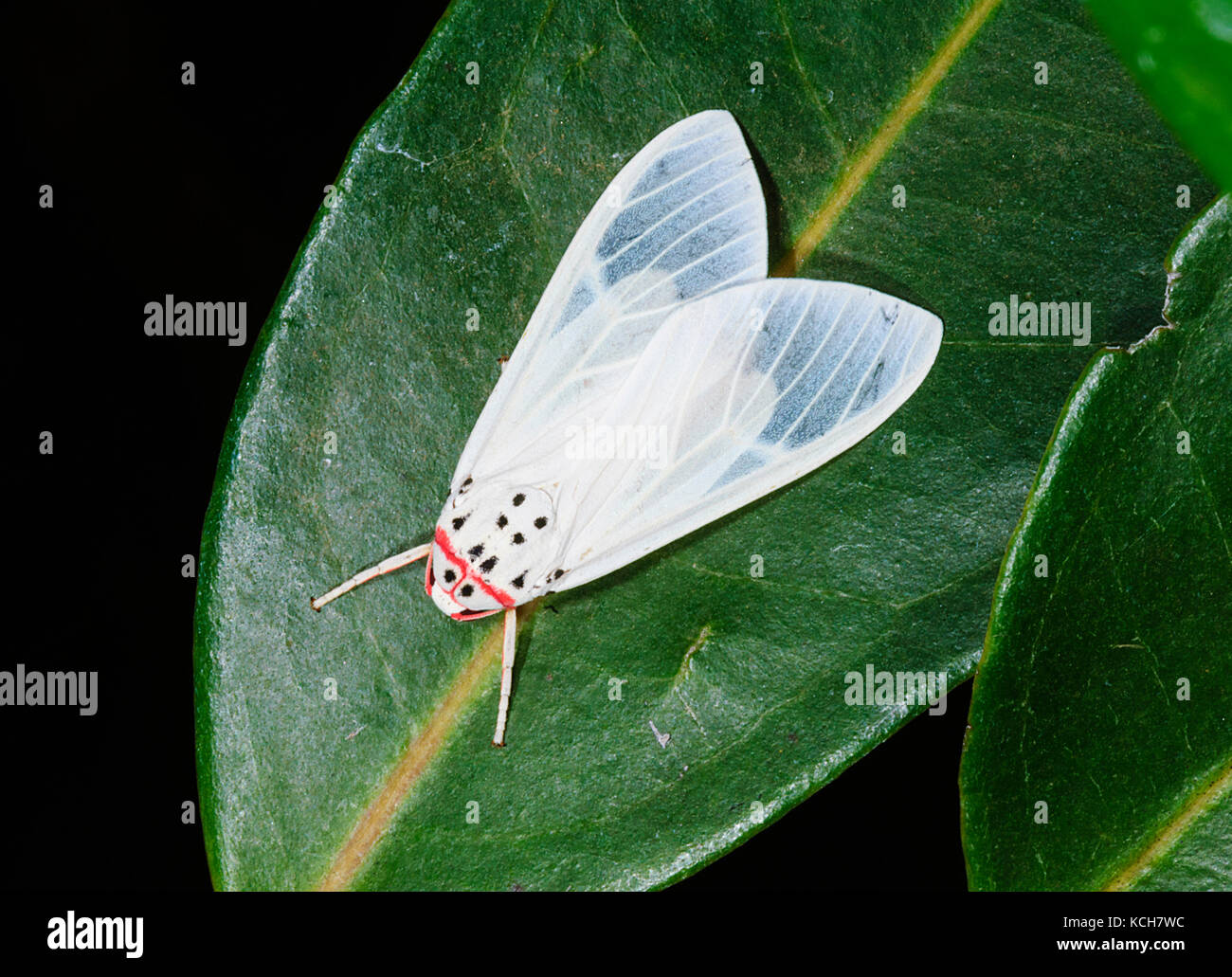 Walker's frother (Amerila rubripes) is a moth found in Queensland, QLD, Australia Stock Photo