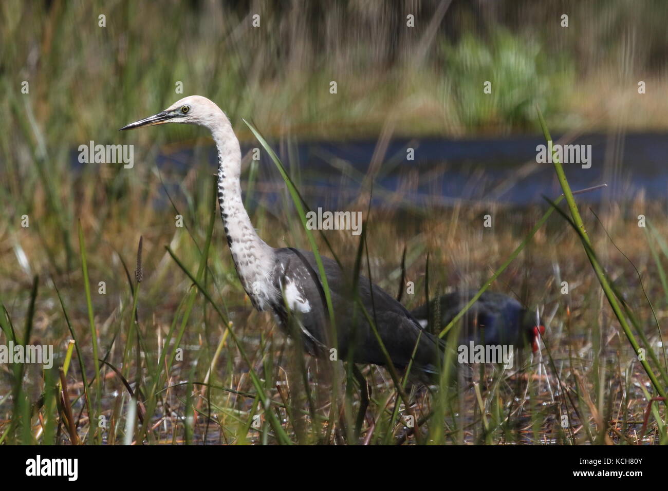 white-necked heron fishing among reeds Stock Photo
