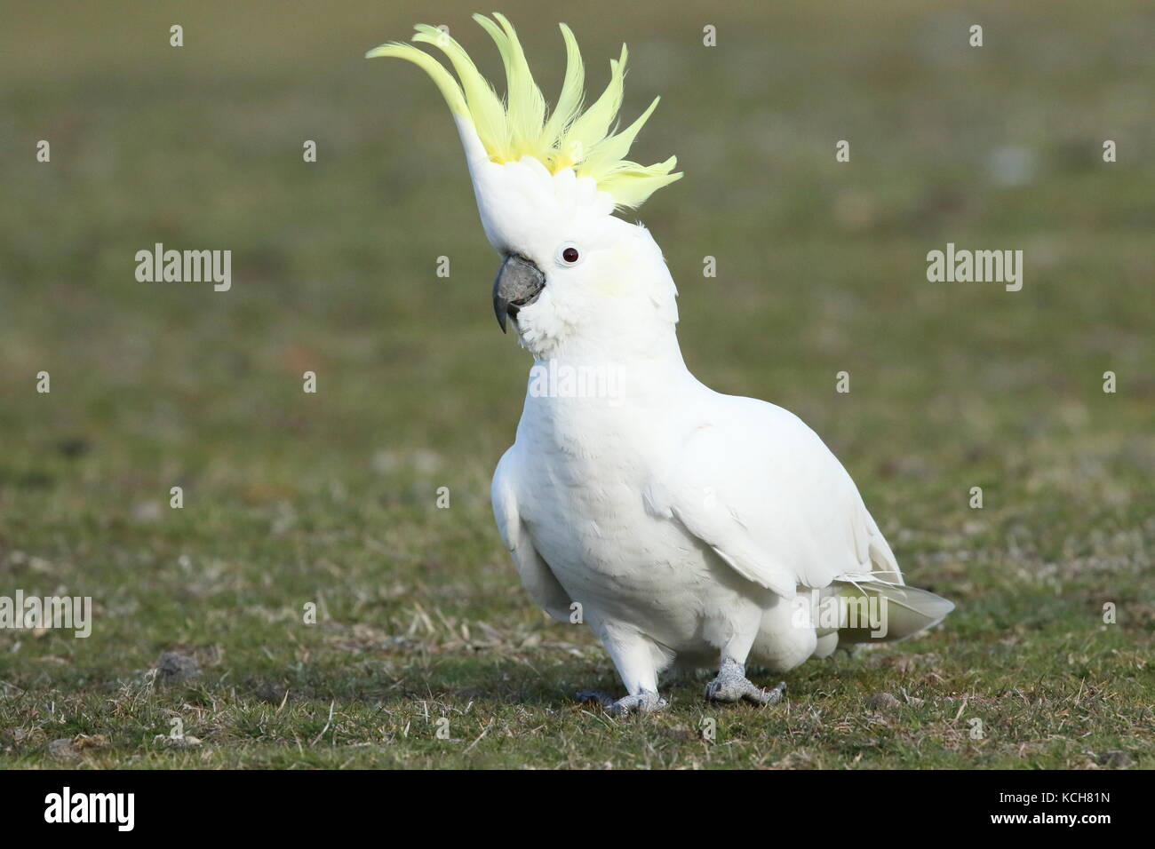 sulphur crested cockatoo on ground with crest raised Stock Photo
