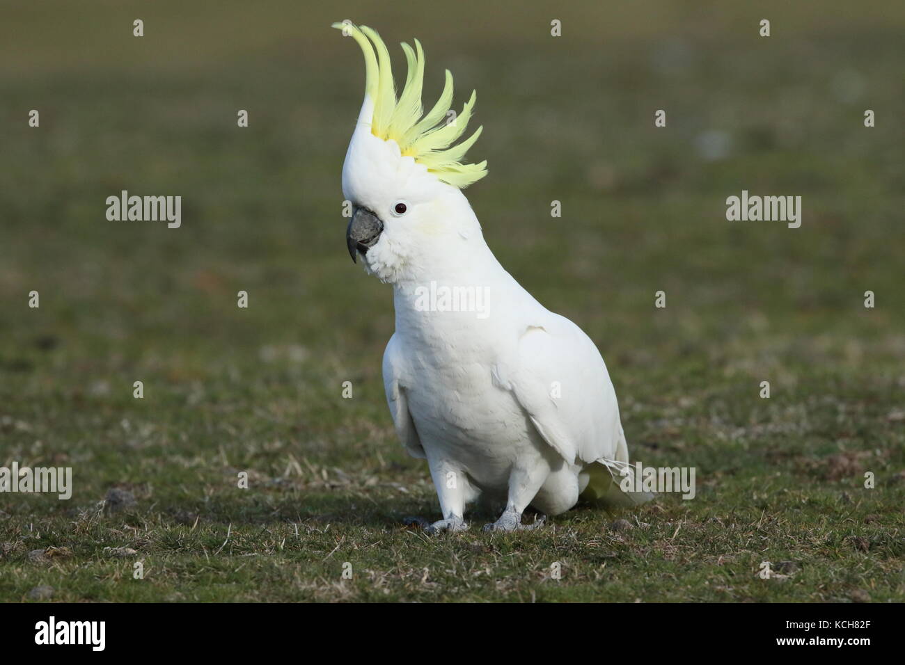 sulphur crested cockatoo on ground with crest raised Stock Photo