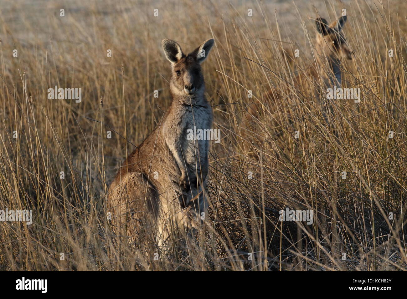 eastern grey kangaroo with pouch joey Stock Photo