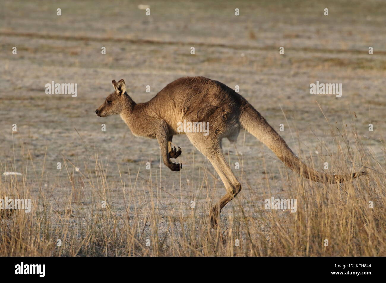 eastern grey kangaroo hopping across a field Stock Photo