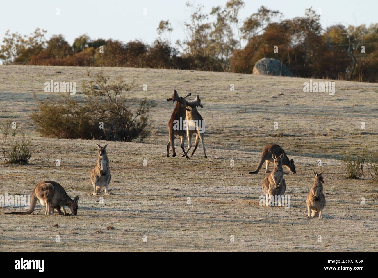 eastern grey kangaroo juveniles sparring Stock Photo