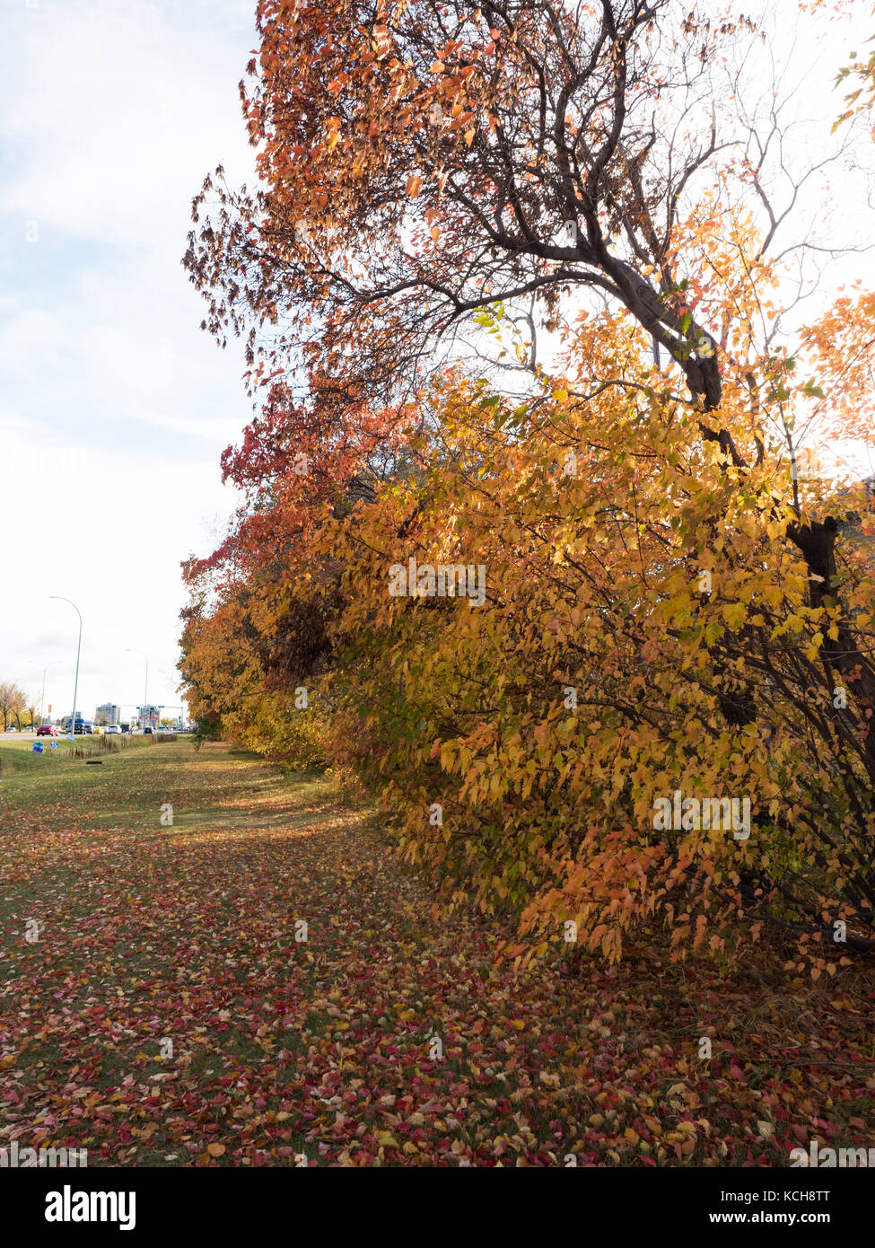 Red Maple Tree in Edmonton, Alberta, Canada Stock Photo Alamy