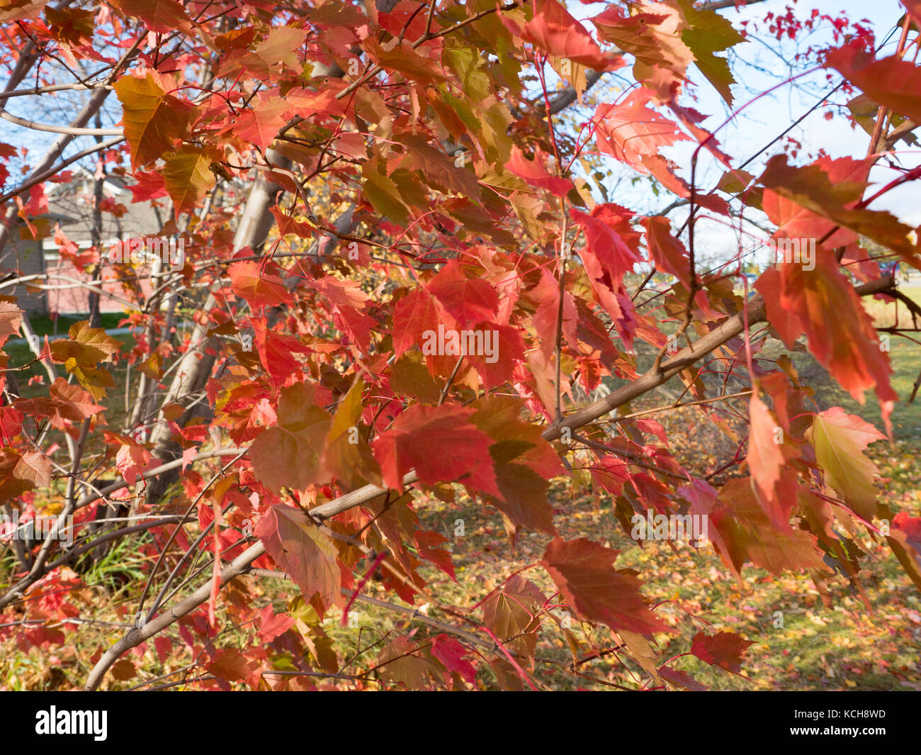 Red Maple Tree in Edmonton, Alberta, Canada Stock Photo - Alamy