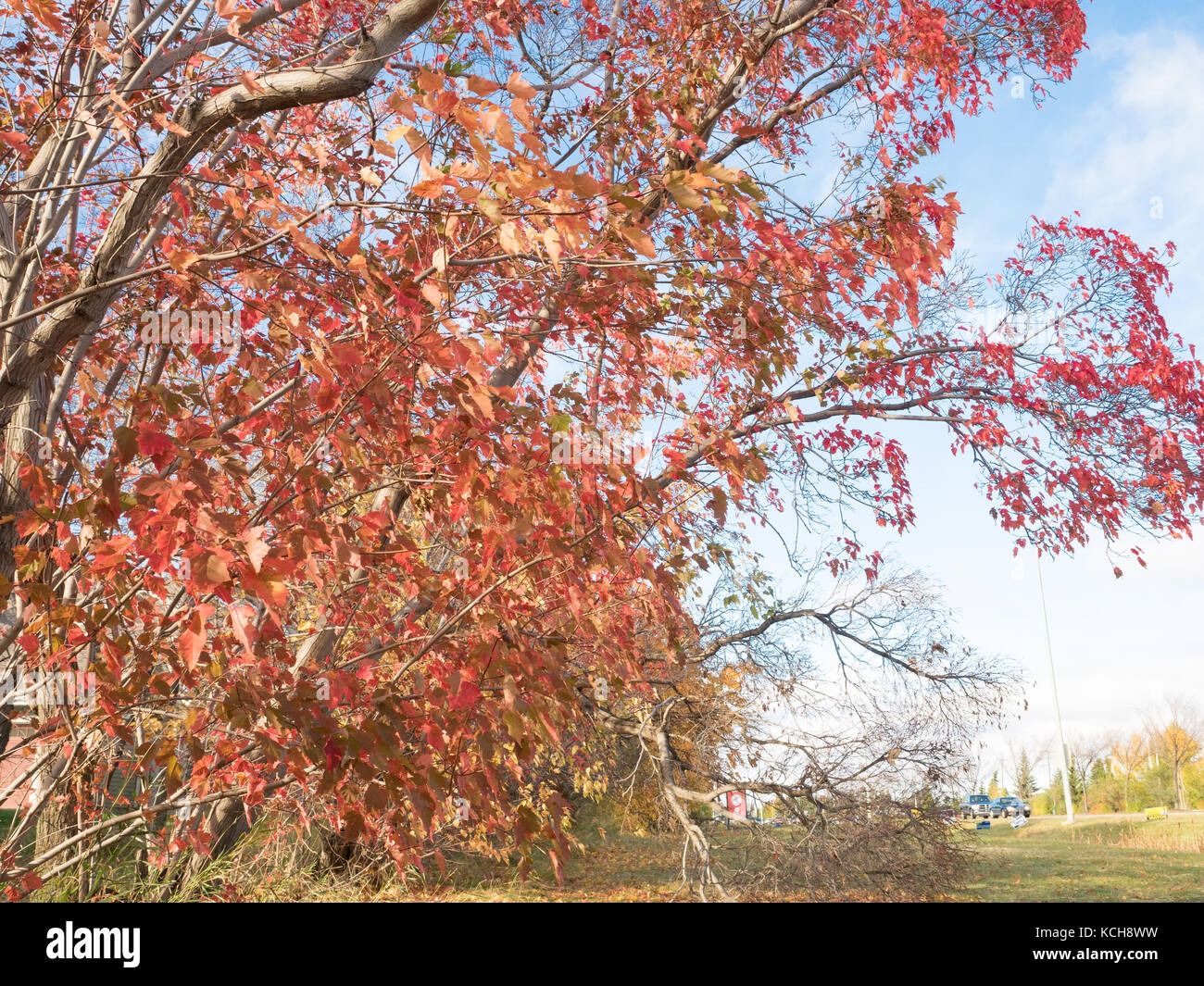 Red Maple Tree in Edmonton, Alberta, Canada Stock Photo Alamy