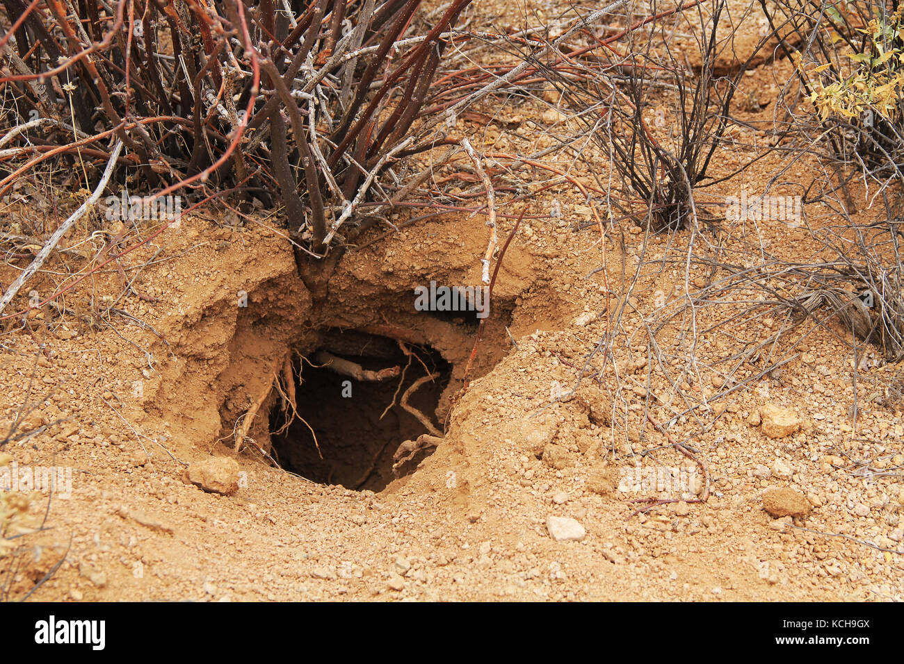 Animal burrow in the Sonoran Desert in Saguaro National Park, Tucson