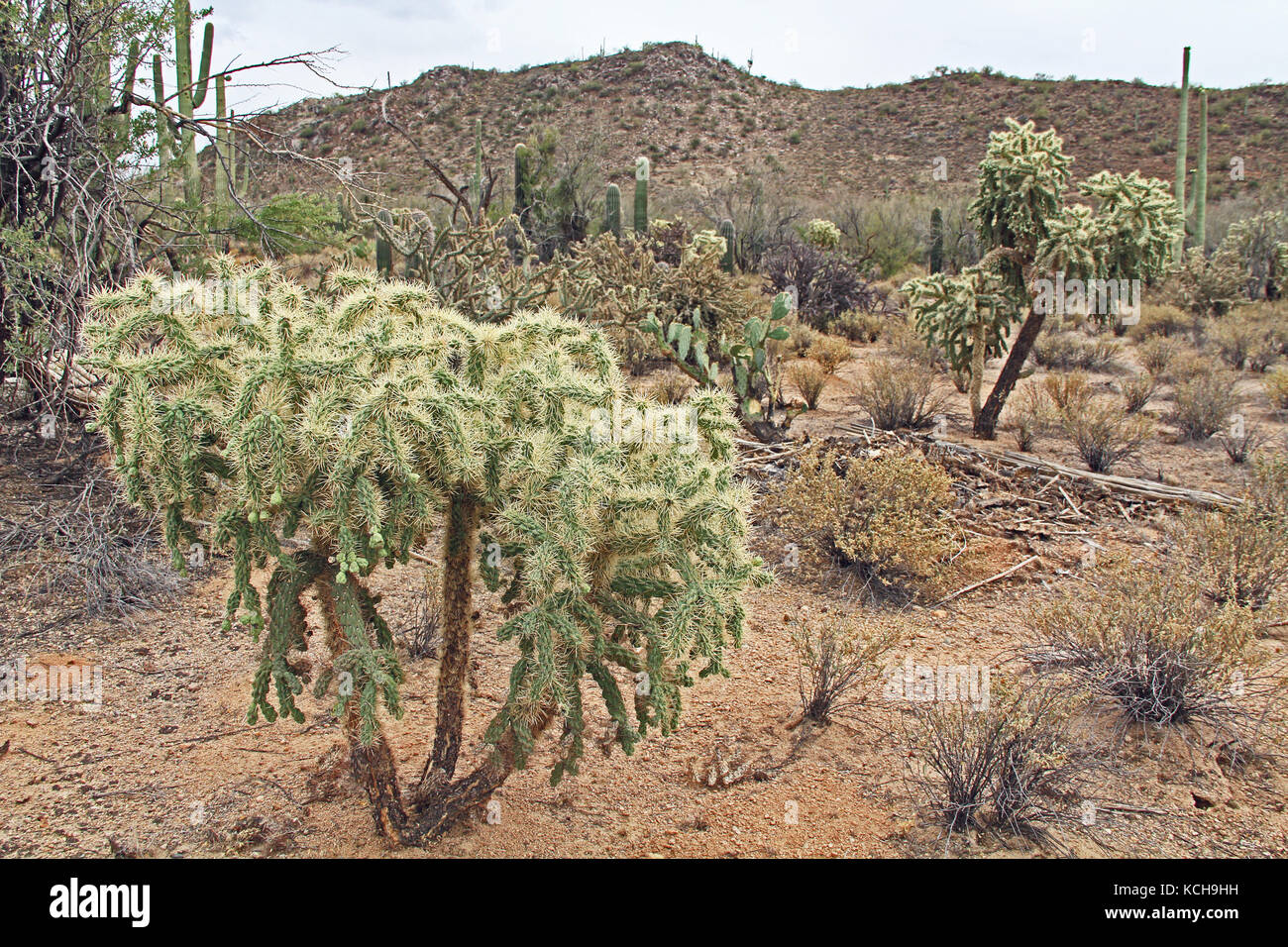 Teddybear Cholla Cactus in the Sonoran Desert Stock Photo