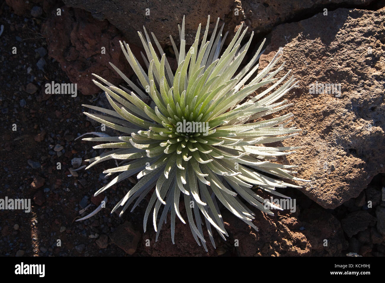 Silversword or 'Ahinahina (argyroxiphium sandwicense macrocephalum) and rocks, Haleakala National Park, Maui, Hawaii Stock Photo