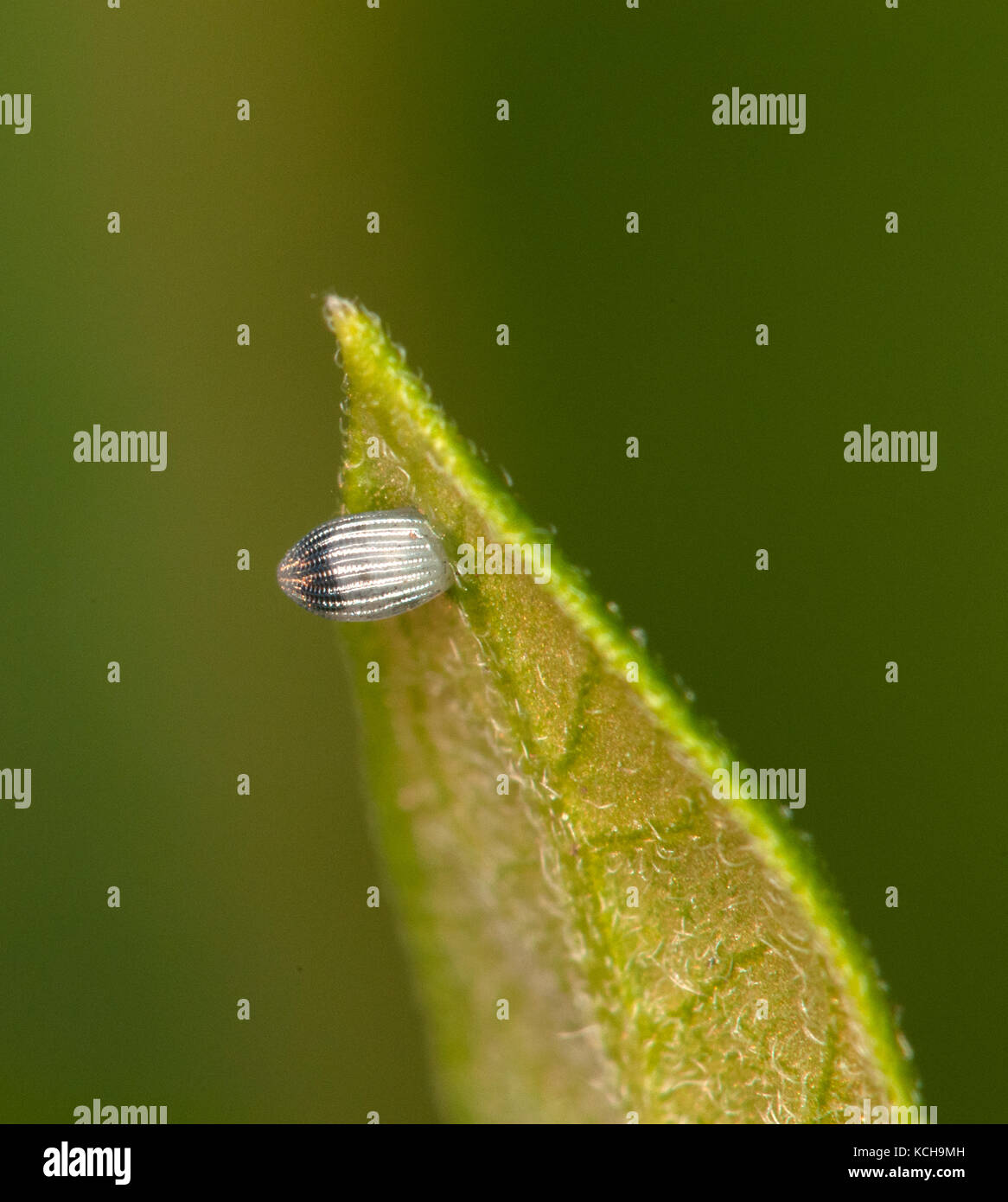 Close-up of Monarch butterfly (Danaus plexippus) egg laid on milkweed leaf Stock Photo