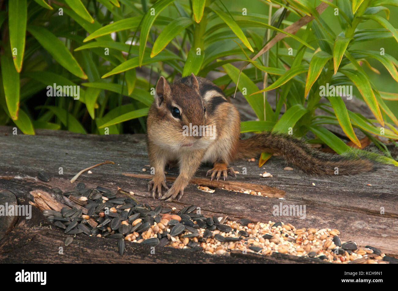 Close-up of Eastern chipmunk (Tamias striatus) filling cheek pouches with seed.  Grand Portage State Park, Minnesota, USA Stock Photo