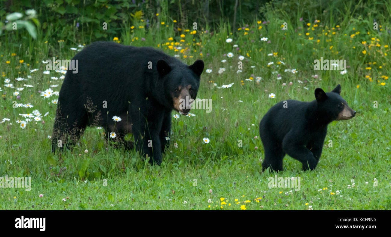 WIld American black bear (Ursus americanus) Female or Sow and Cub, near Lake Superior, Ontario Canada Stock Photo