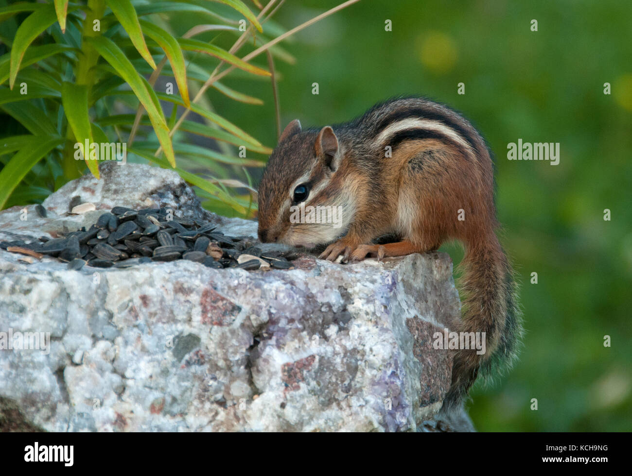 Close-up of Eastern chipmunk ,Tamias, filling cheek pouches with seed.  Grand Portage State Park, Minnesota, USA Stock Photo