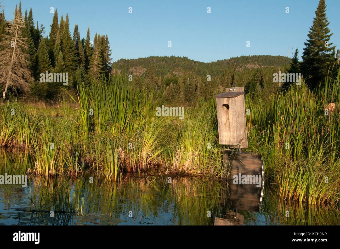 Nesting Box for Wood Duck (Aix sponsa) on  beaver pond in boreal forest near Lake Superior Stock Photo