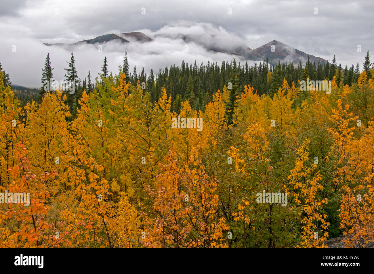 Scenic of yellow autumn Aspen trees (Populus sp.) along Highway 1 near Tok, Alaska, USA Stock Photo