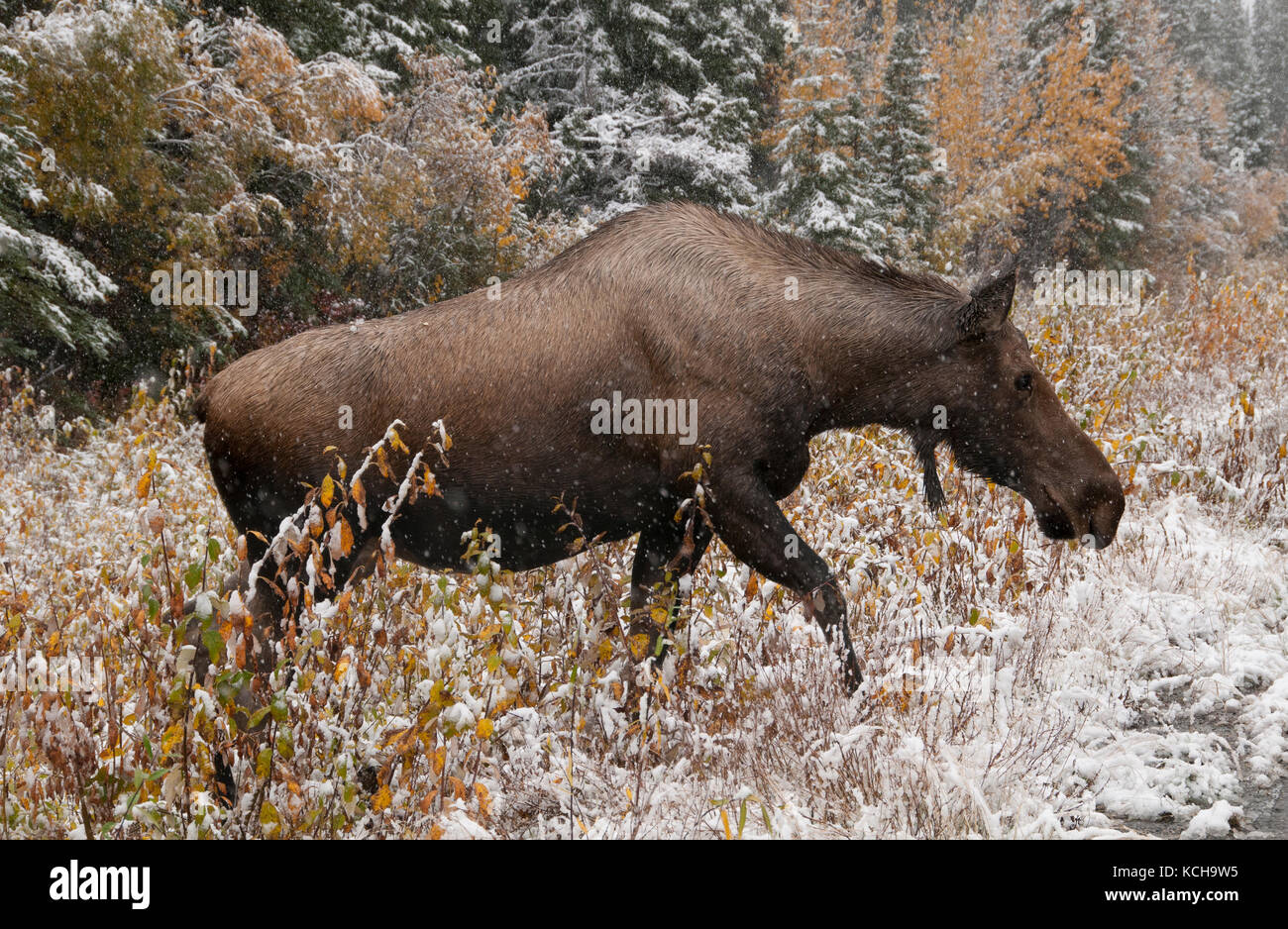 Cow Moose (Alces alces) crossing wet, icy highway in first snows of