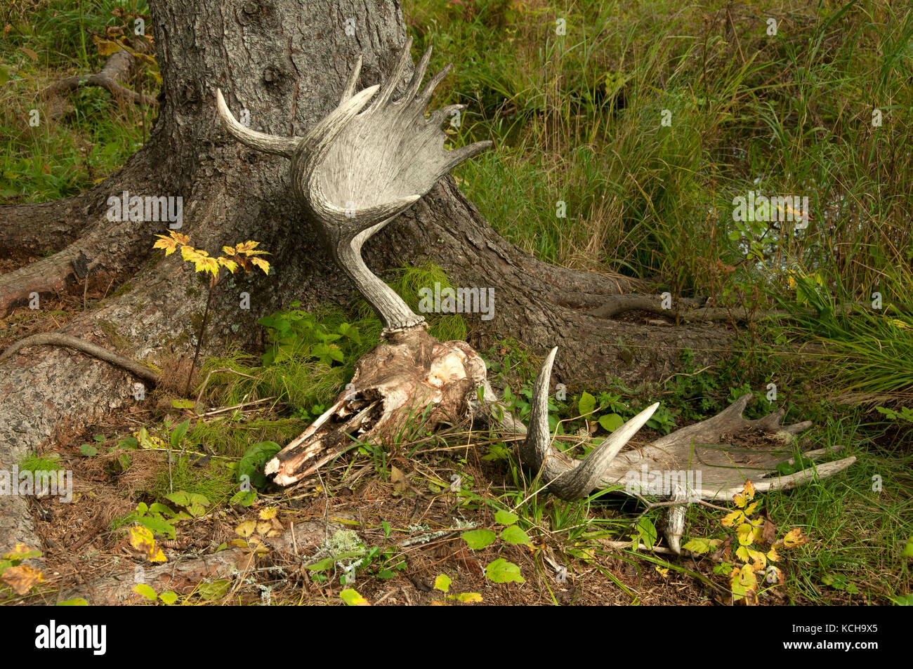 Moose Skull laying on boreal forest floor near Lake Superior, Canada Stock Photo
