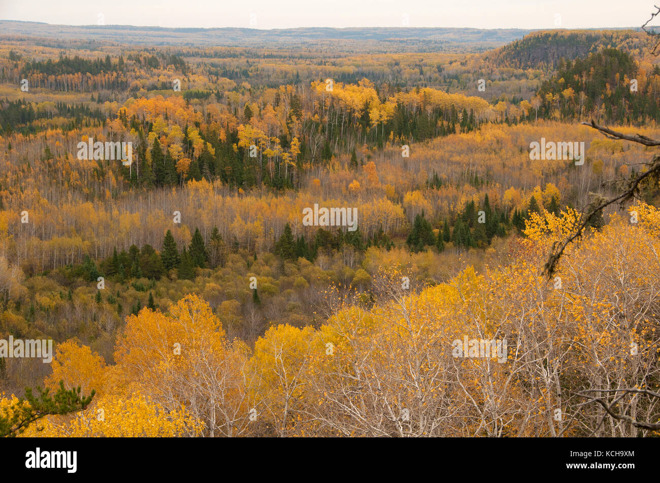 Scenic of Trembling Aspen (Populus tremuloides) in the autumn, along Lake Superior. Stock Photo