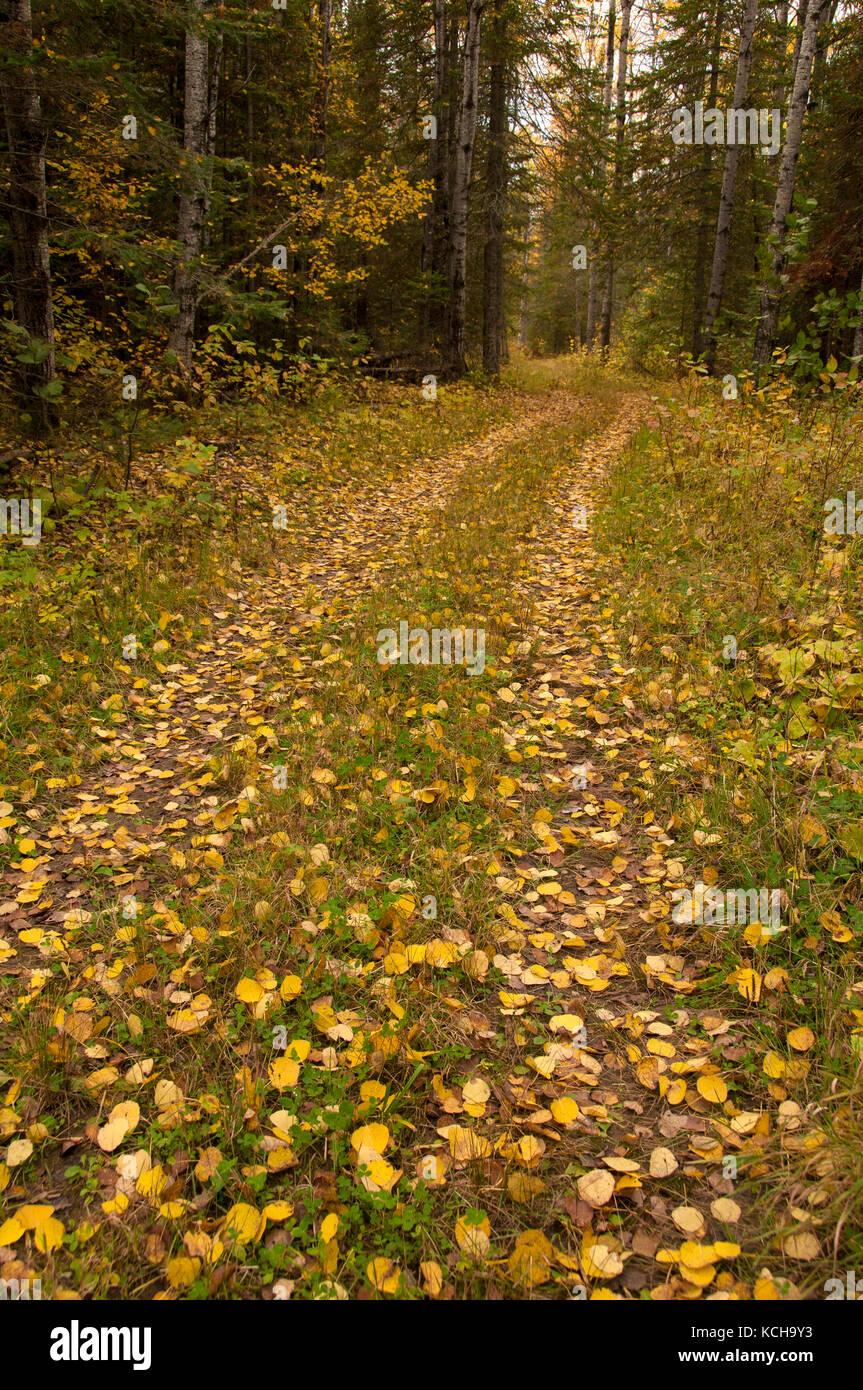 Trembling Aspen (Populus tremuloides) leaves on trail along Lake Superior in autumn Stock Photo