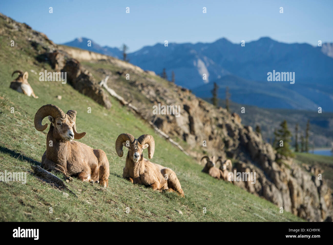 rocky-mountain-bighorn-sheep-ovis-canadensis-canadian-rockies-stock