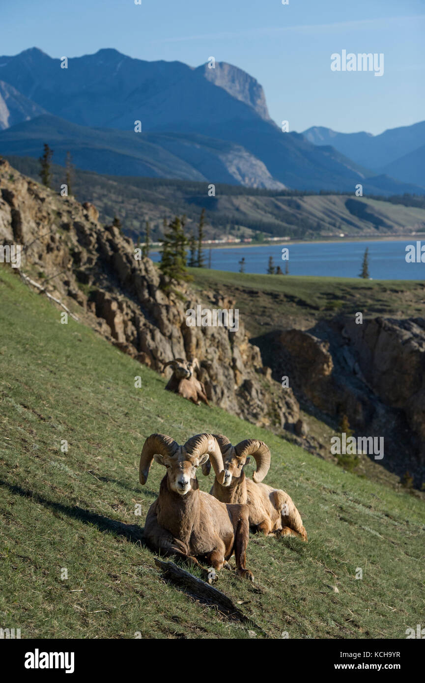 canadian-mountain-sheep-hi-res-stock-photography-and-images-alamy