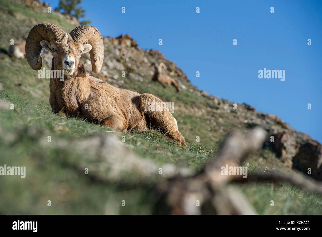 Rocky Mountain Bighorn Sheep, Ovis canadensis, Canadian Rockies Stock Photo