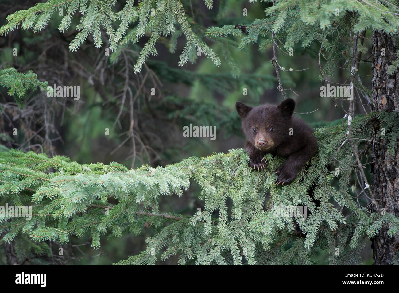 Black Bear Cubs Tree High Resolution Stock Photography and Images - Alamy