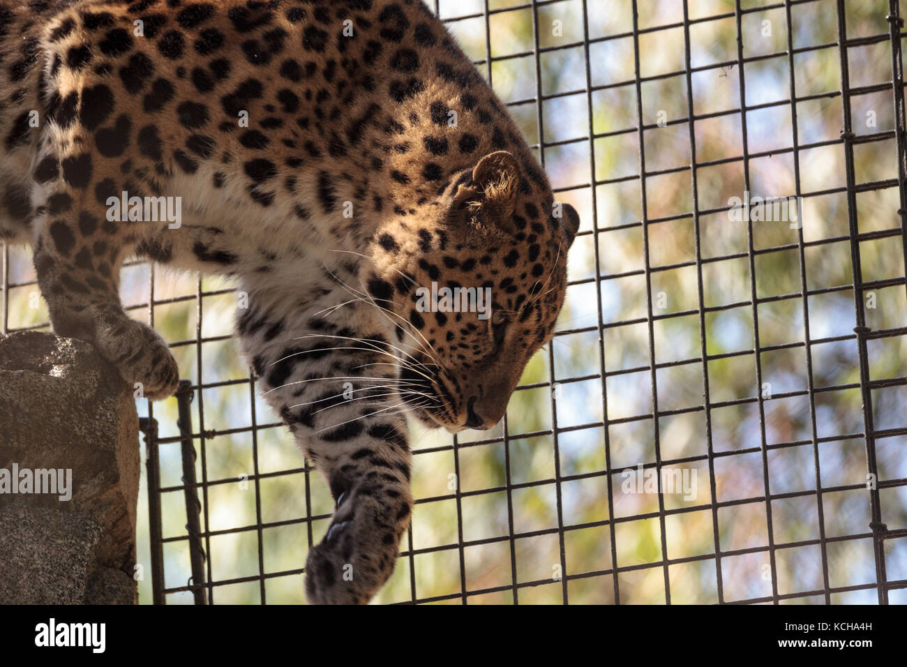 Amur russian leopard cat hi-res stock photography and images - Alamy