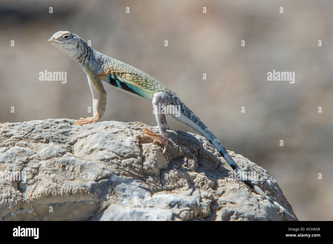 Nevada desert animals hi-res stock photography and images - Alamy Nevada desert animals hi-res stock photography and images - Alamy