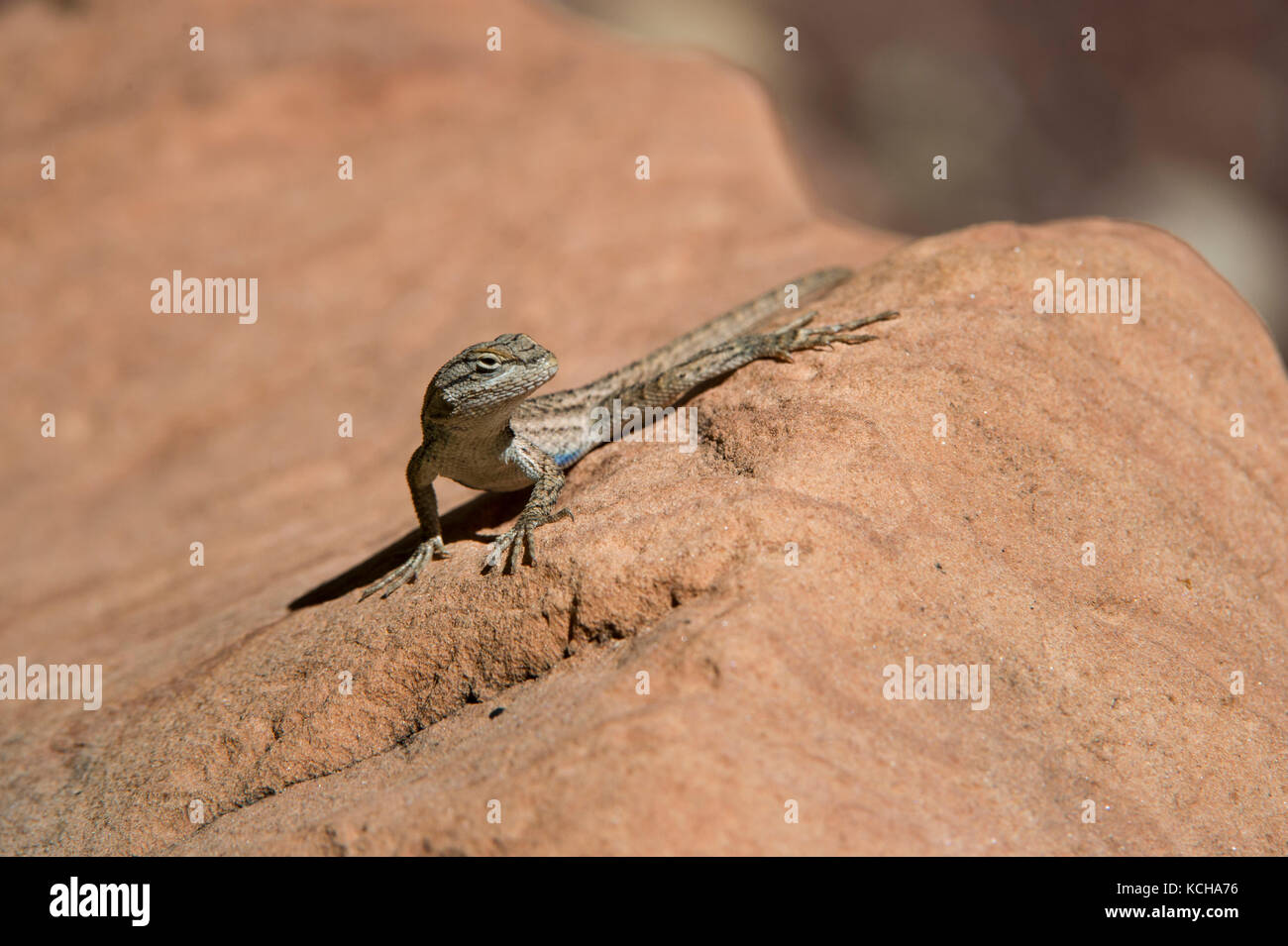 Sagebrush Lizard,  Sceloporus graciosus, Zion Park, Utah, USA Stock Photo