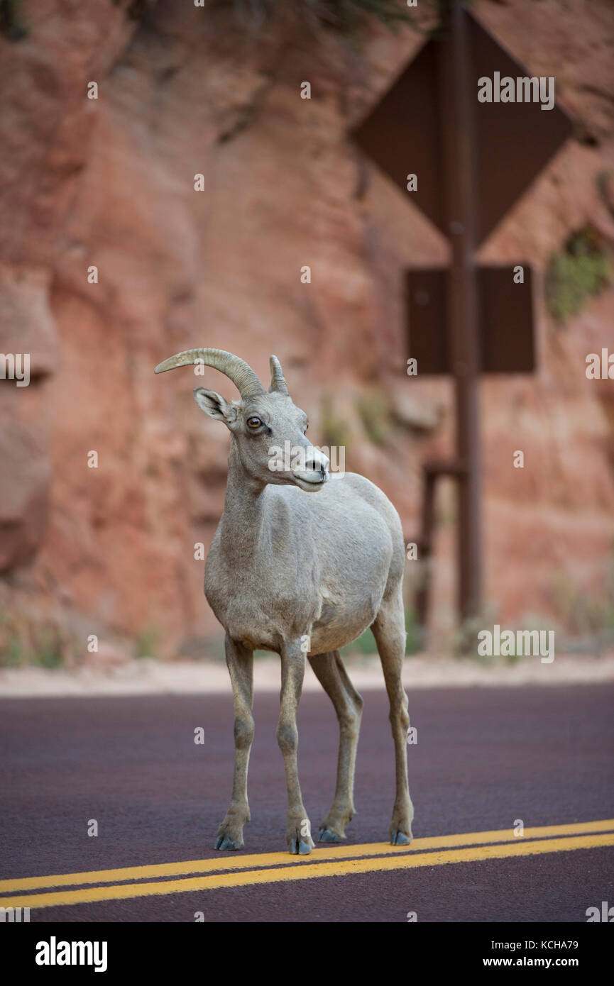 Desert Bighorn Sheep, Ovis canadensis nelsoni, Southern Utah, USA Stock
