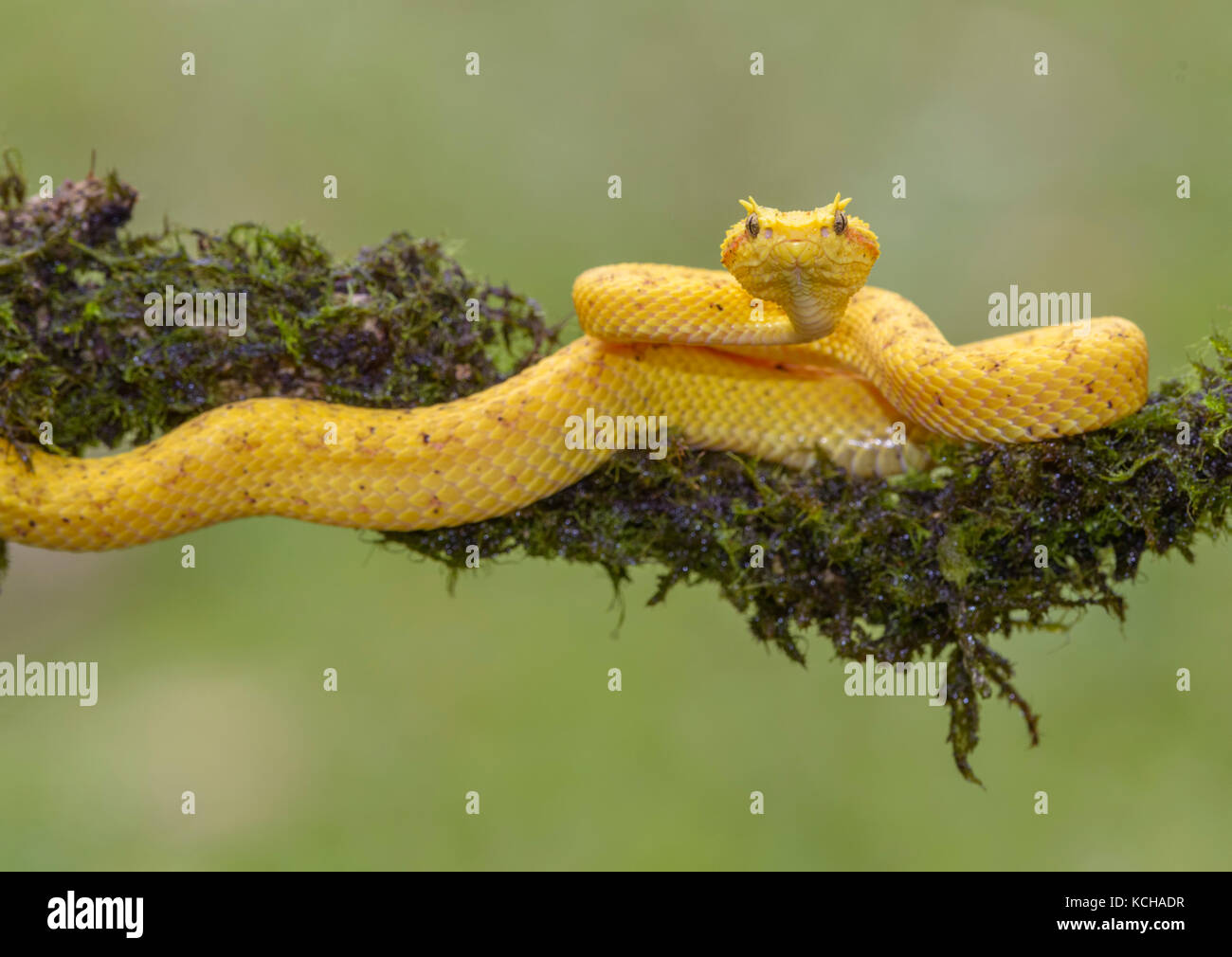 Yellow eyelash pit viper, Bothriechis schlegelii, Costa Rica Stock Photo