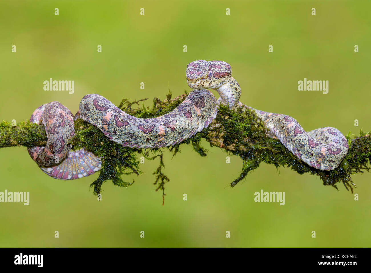 Eyelash pit viper, Bothriechis schlegelii, Costa Rica Stock Photo