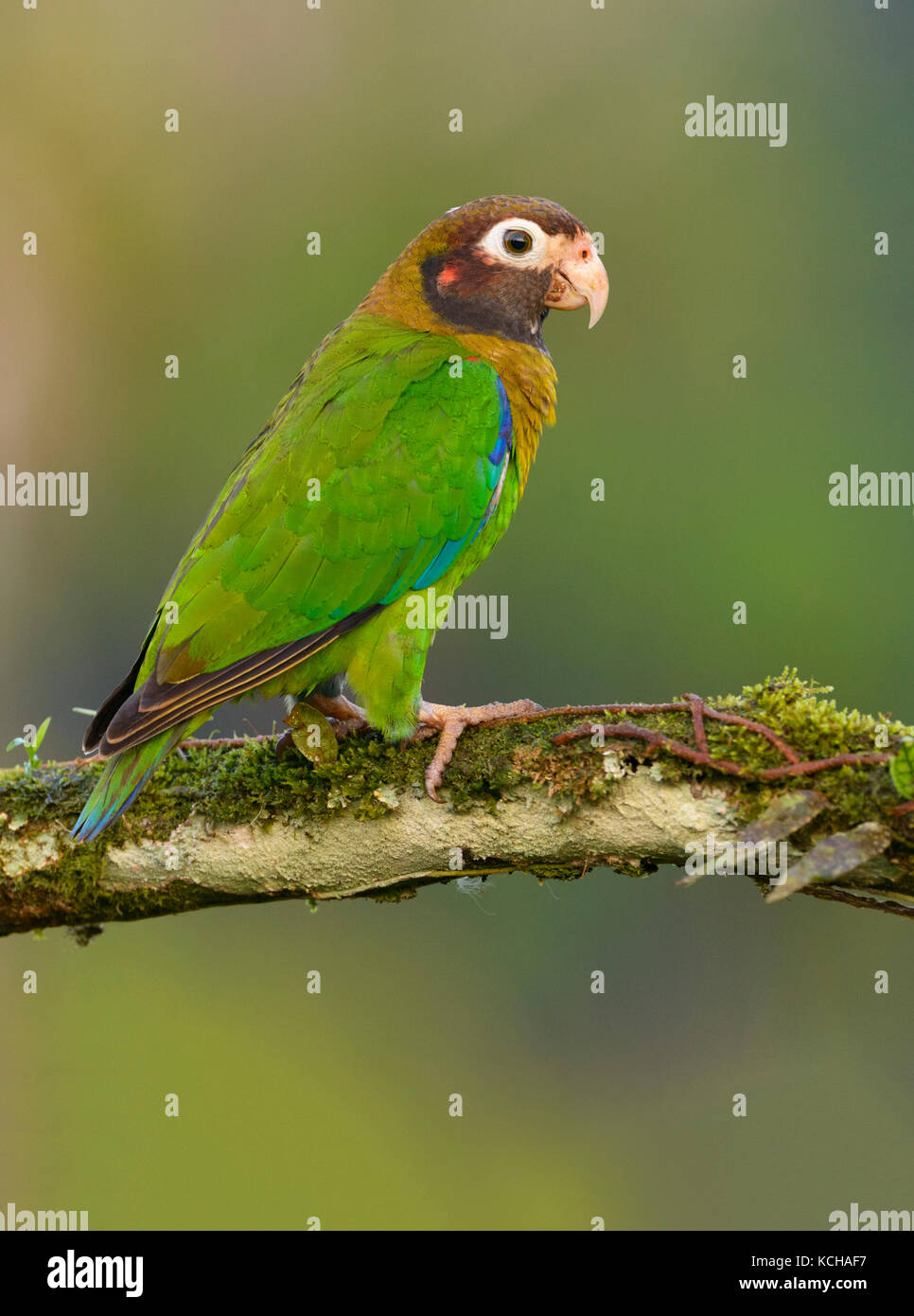Brown-hooded-Parrot (Pyrilia haematotis) - at Laguna Lagarto Lodge near Boca Tapada, Costa Rica Stock Photo