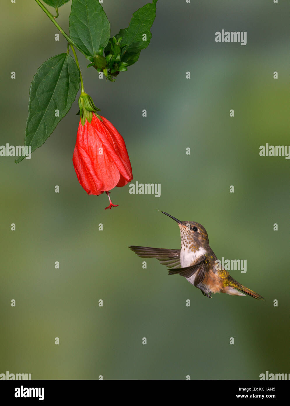Female Volcano Hummingbird (Selasphorus flammula) San Gerrardo de Dota, Costa Rica. Stock Photo