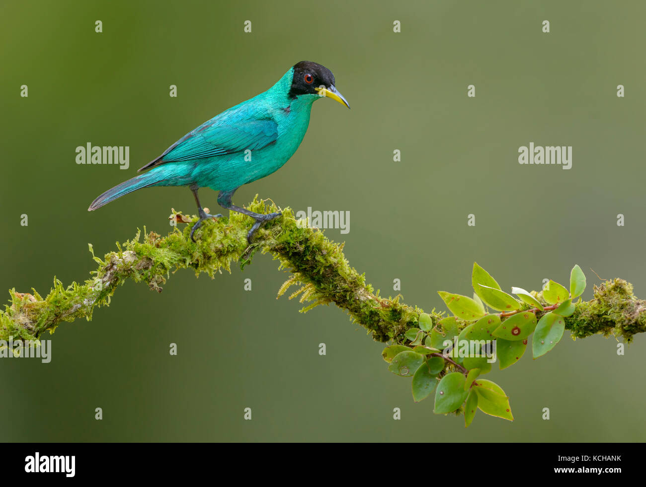 Green Honeycreeper Male Chlorophanes Spiza At Laguna Lagarto Lodge Green Honeycreeper Male Chlorophanes Spiza At Laguna Lagarto Lodge