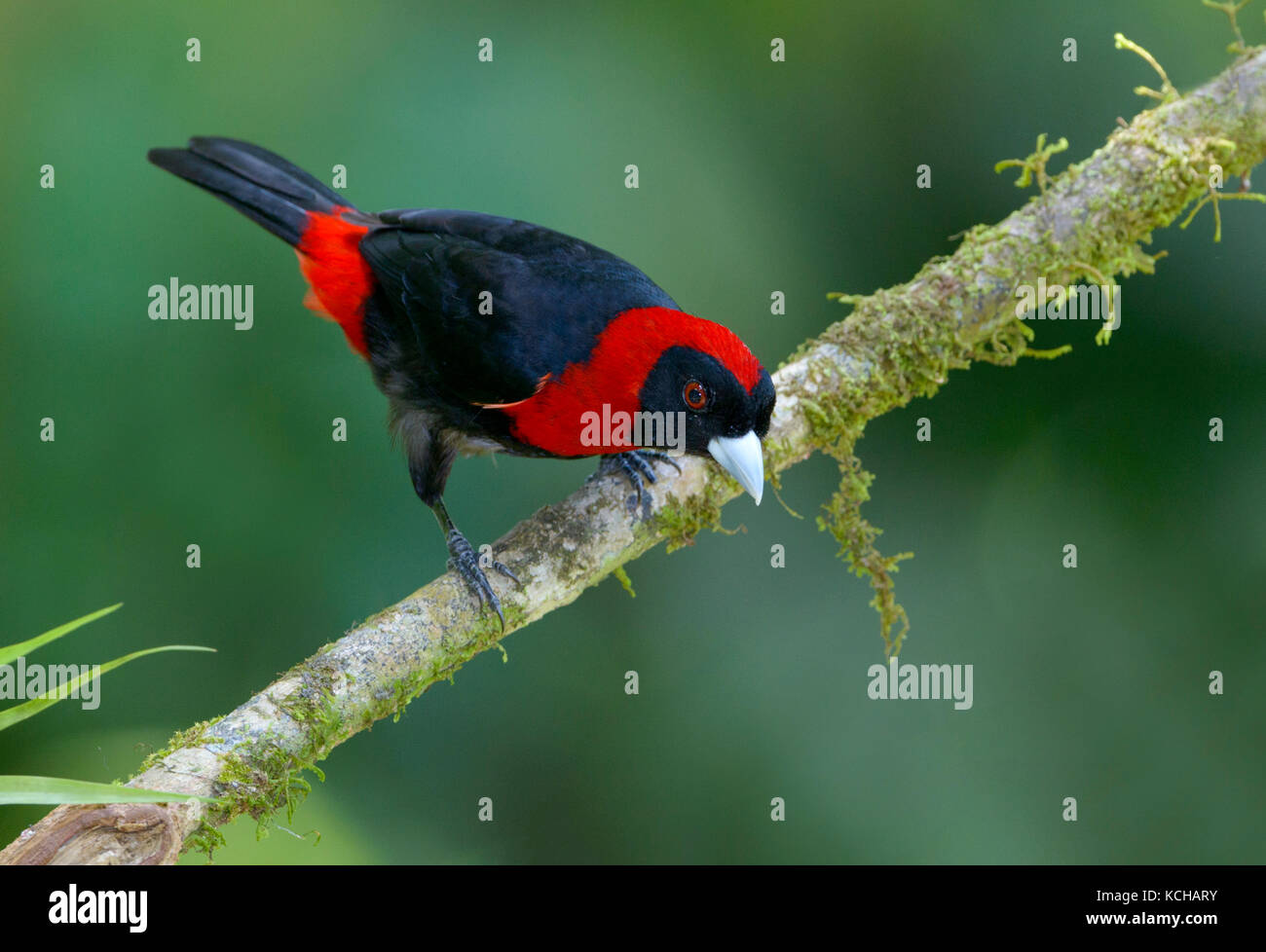 Crimson-collared-Tanager (Ramphocelus sanguinolentus) -  at the Nature Pavilion in La Virgen, Costa Rica Stock Photo