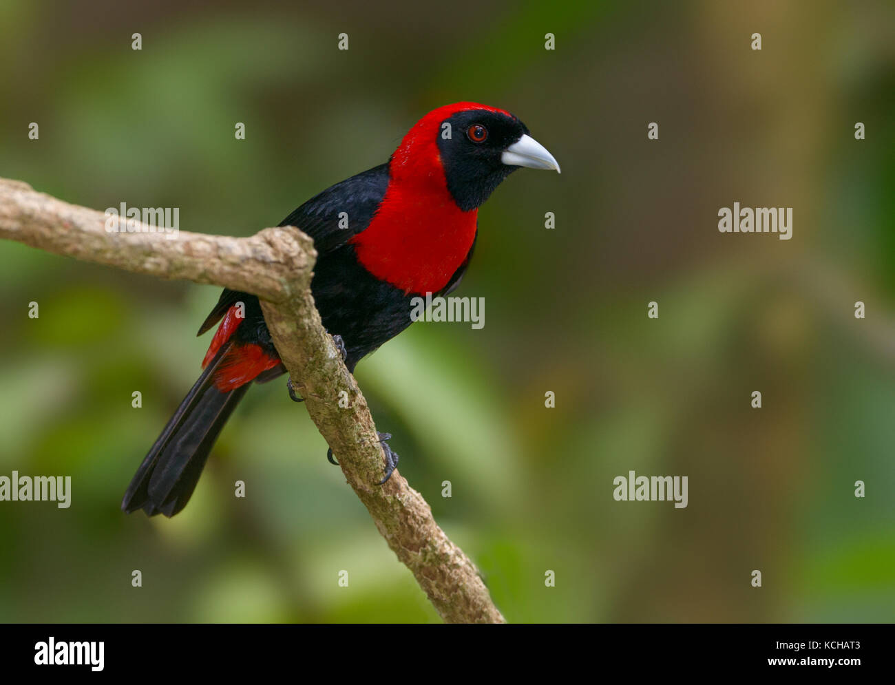 Crimson-collared-Tanager (Ramphocelus sanguinolentus) at the Nature Pavilion in La Virgen, Costa Rica Stock Photo