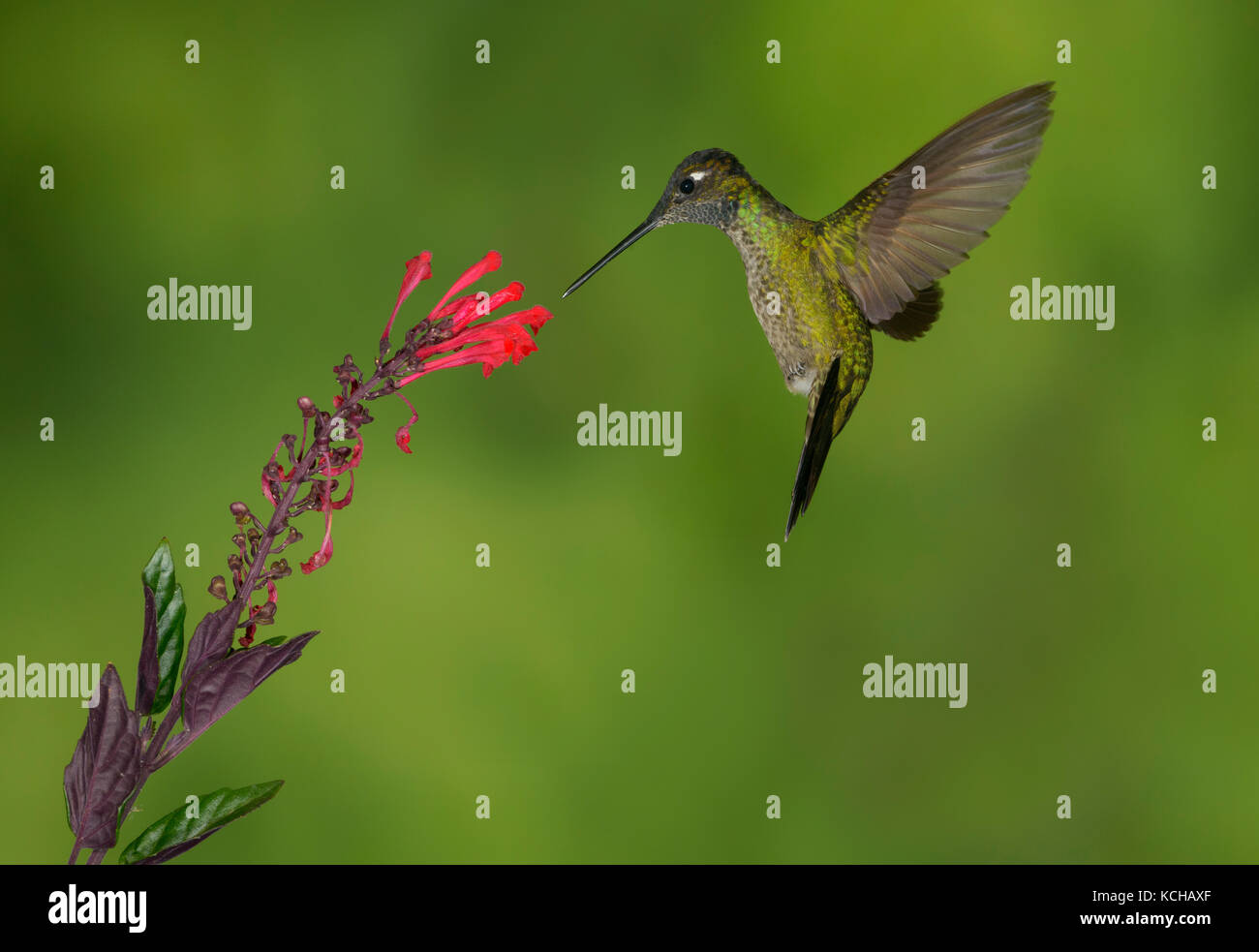 Magnificent Hummingbird (Eugenes fulgens) - San Gerrardo de Dota, Costa Rica Stock Photo