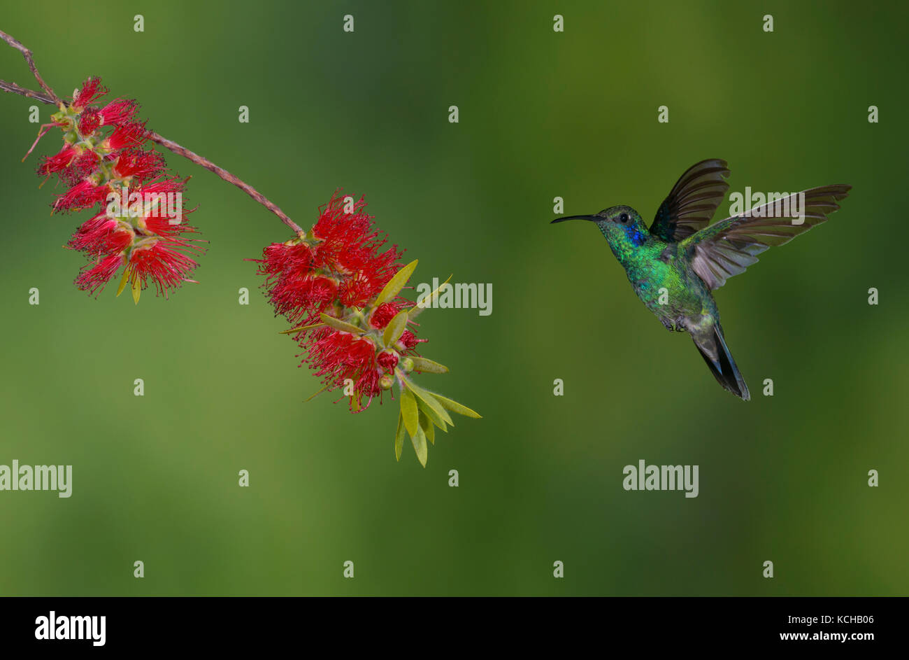 Green Violetear Hummingbird (Colibri thalassinus) - San Gerrardo de Dota, Costa Rica Stock Photo