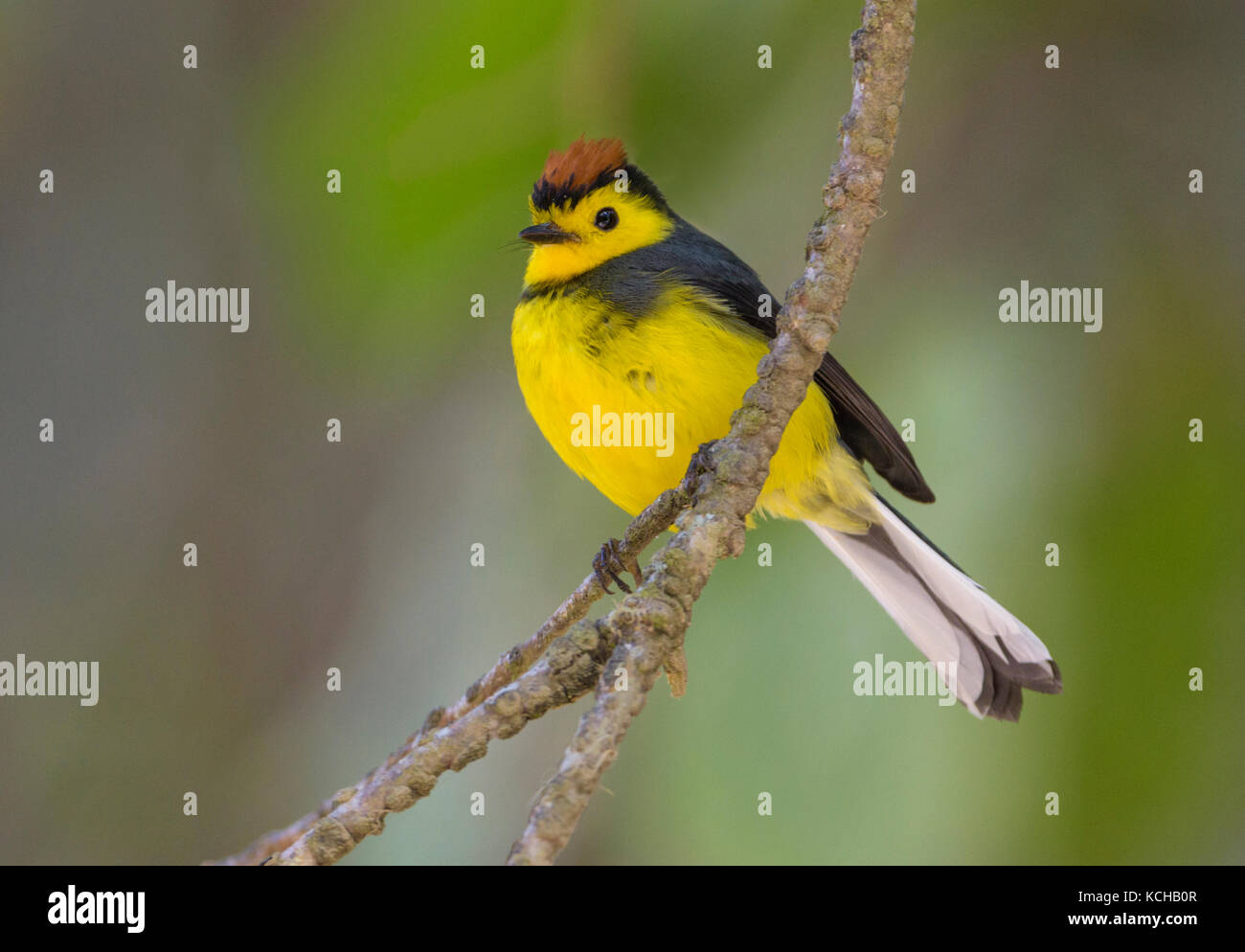 Myioborus torquatus hi-res stock photography and images - Alamy