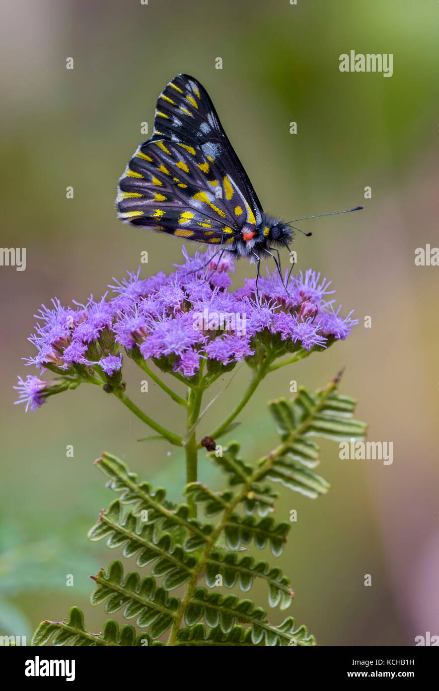 Dartwhite, Butterfly perched on a flower, Costa Rica Stock Photo