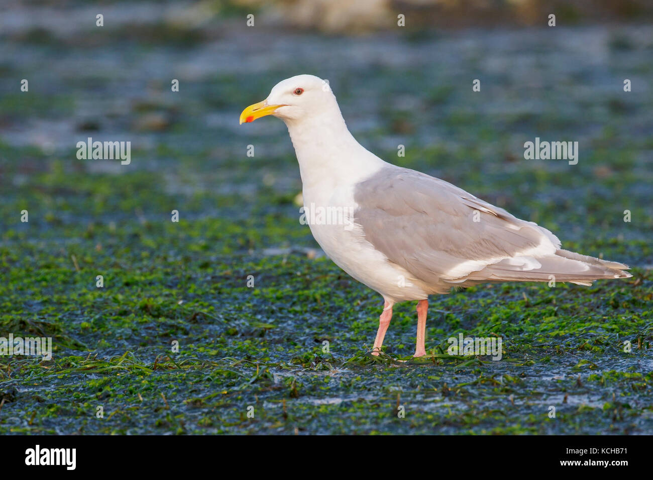 Glaucous-winged Gull (Larus glaucescens) on a beach in British Columbia, Canada. Stock Photo