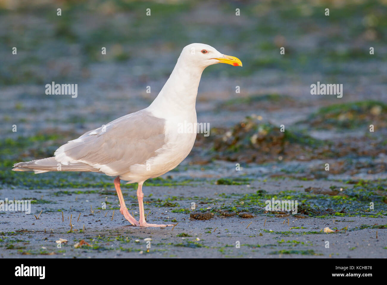 Glaucous-winged Gull (Larus glaucescens) on a beach in British Columbia, Canada. Stock Photo