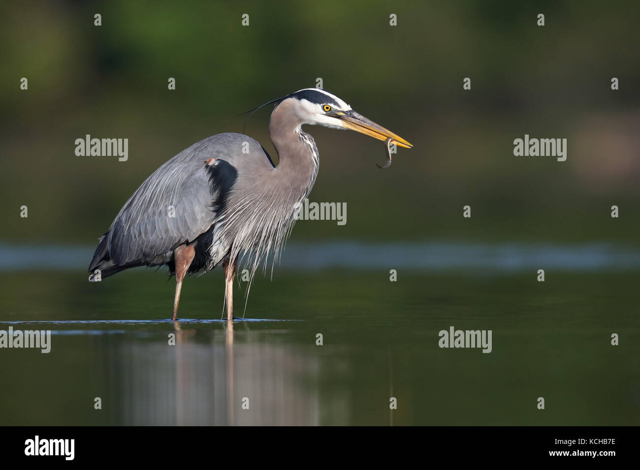 Great Blue Heron, Ardea herodias, British Columbia, Canada Stock Photo