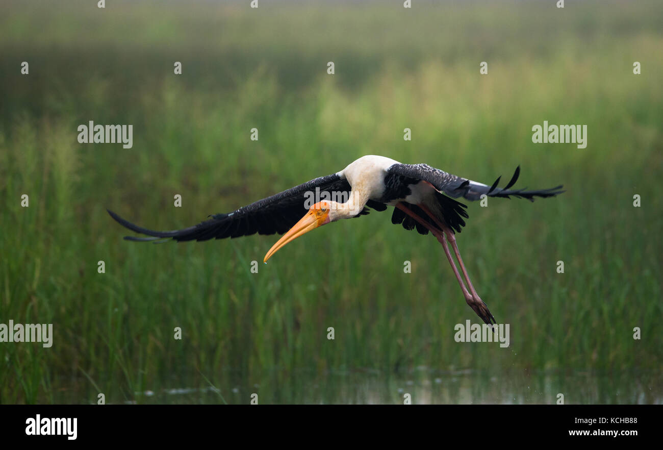 A Painted stork bird taking off from the water Stock Photo